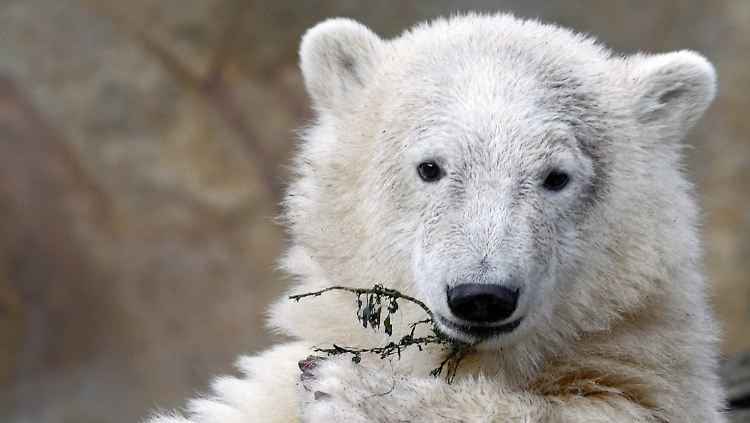 Der Berliner Eisbär Knut war weltberühmt.