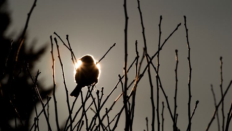 Ein Haussperling (Passer domesticus) im Licht der Wintersonne.
