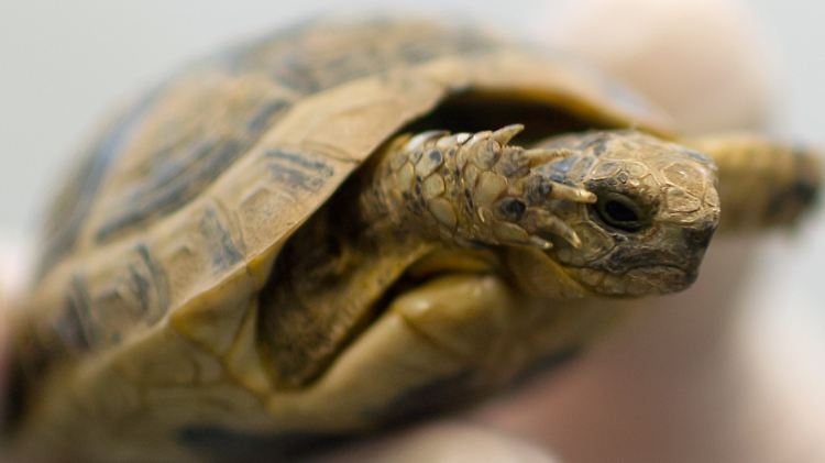 Eine junge griechische Landschildkröte: Französische Studien warnen vor Ansteckung durch Reptilien.