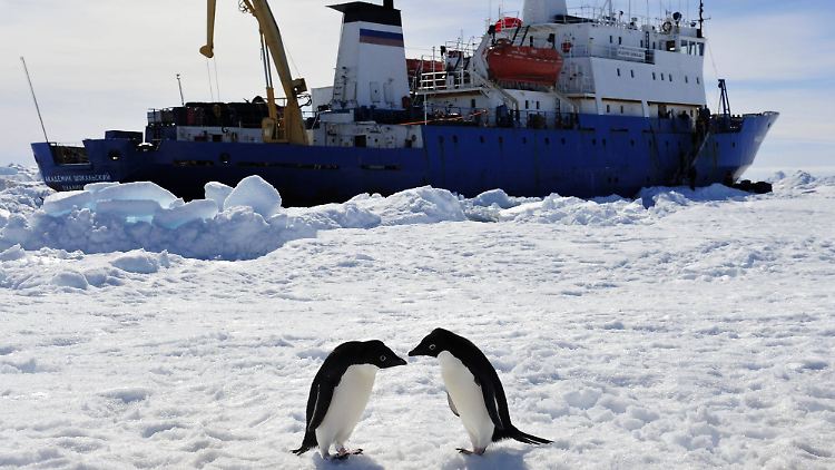 Pinguine statt Wehnachtsmann: die 22-köpfige Besatzung des Schiffes steckte seit Weihnachten in der Arktis fest.