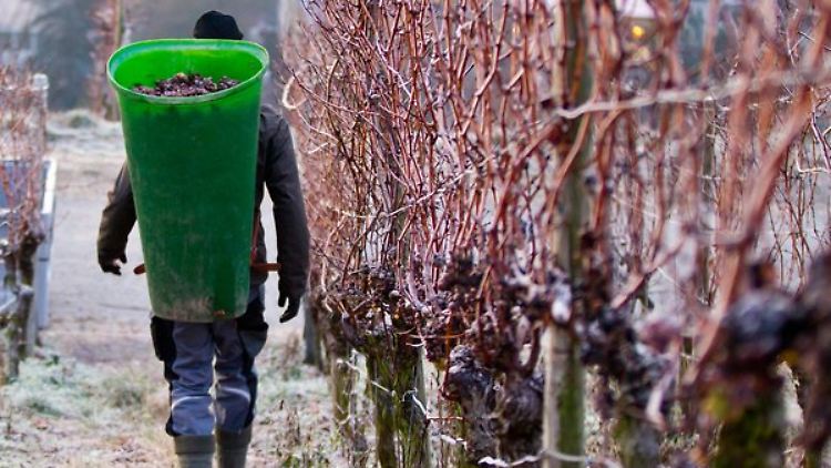 So sollte es sein - ist es aber nicht: Die milde Witterung verhindert die Eiswein-Lese.