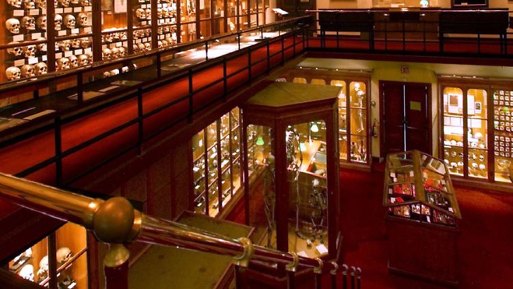 Der Darm wurde im Mütter-Museum in Philadelphia aufbewahrt und konserviert.