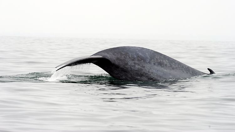 Die Rückflosse eines Blauwals: Wer Glück hat, bekommt die tiefrequenten Laute der Unterwasser-Riesen im Livestream zu hören.