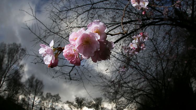 Blüte im Januar: Wie dieser Kirschbaum in Hamburg wähnen sich derzeit viele Menschen eher im Frühling als im Winter. 