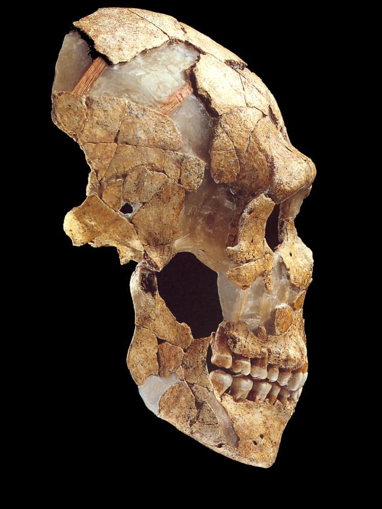 Schädel eines jüngeren Vertreters der Neandertaler, des Saint-Césaire, aus der französischen Region Charante-Maritime.