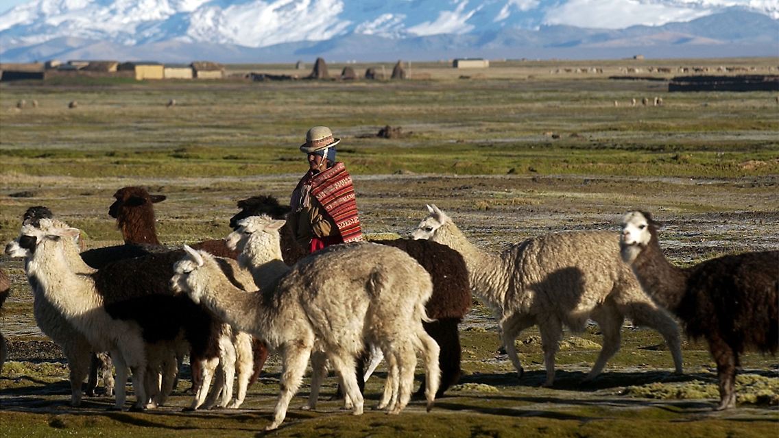 Lamas sind in Südamerika beheimatet (Herde in Bolivien).
