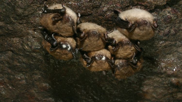 Hier gut zu erkennen: die vom Pilz befallenen und daher weißen Nasen der Fledermäuse.