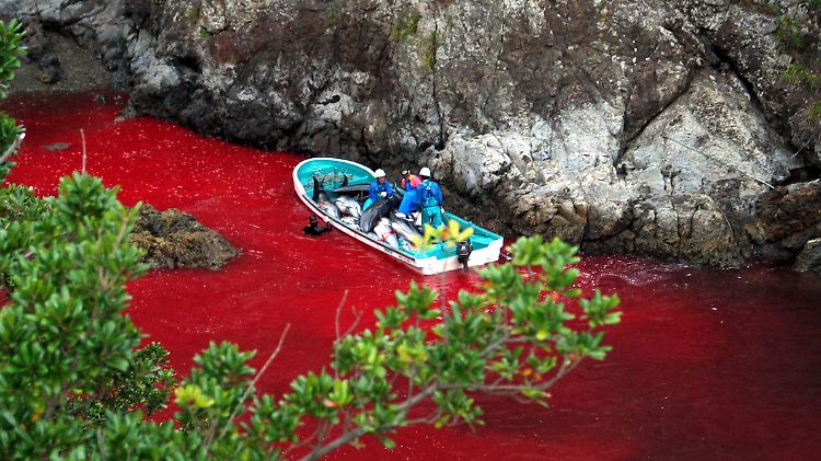 Das Wasser in der Bucht von Taiji verfärbt sich in der Delfinfangsaison blutrot.