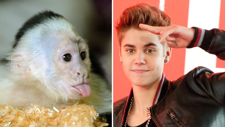 Der eine hat's, der andere nicht. Dabei wäre ein Fell manchmal wirklich praktisch. (Sänger Justin Bieber mit seinem Weißschulterkapuzineräffchen Mally.)