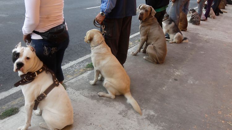 Manche Viren-Wachhunde sind aufmerksamer als andere.