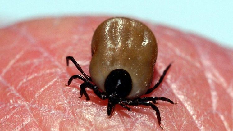 Zecken stechen in die Haut, um Blut zu saugen. 