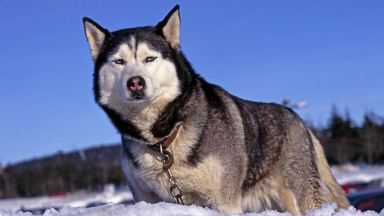 Der erste Träger des Tumors sah vermutlich aus wie ein Alaskan Malamute.