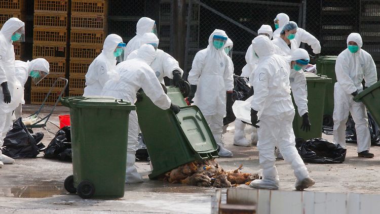 Tausende Tiere müssen getötet und vernichtet werden.