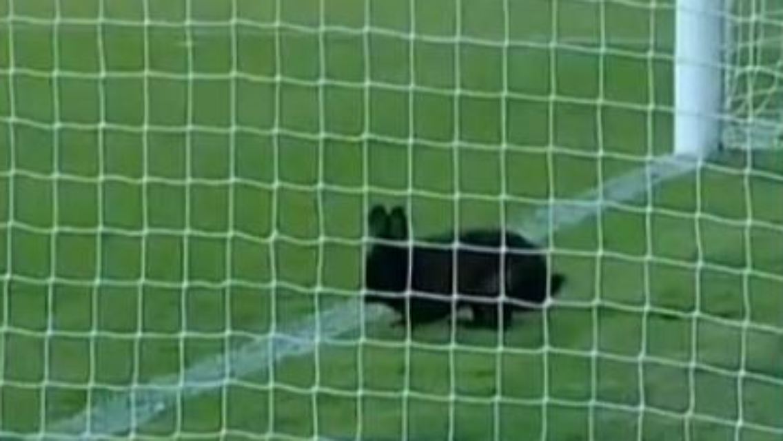 hase.JPG