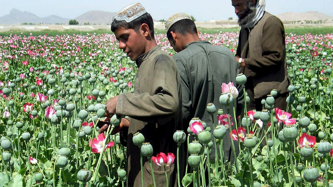 Schlafmohn steht vor allen Dingen auf Feldern in Ländern des sogenannten "Goldenen Halbmonds" - Afghanistan (im Bild), Pakistan und Iran. 90 Prozent des weltweit verkauften Heroins stammen von hier.