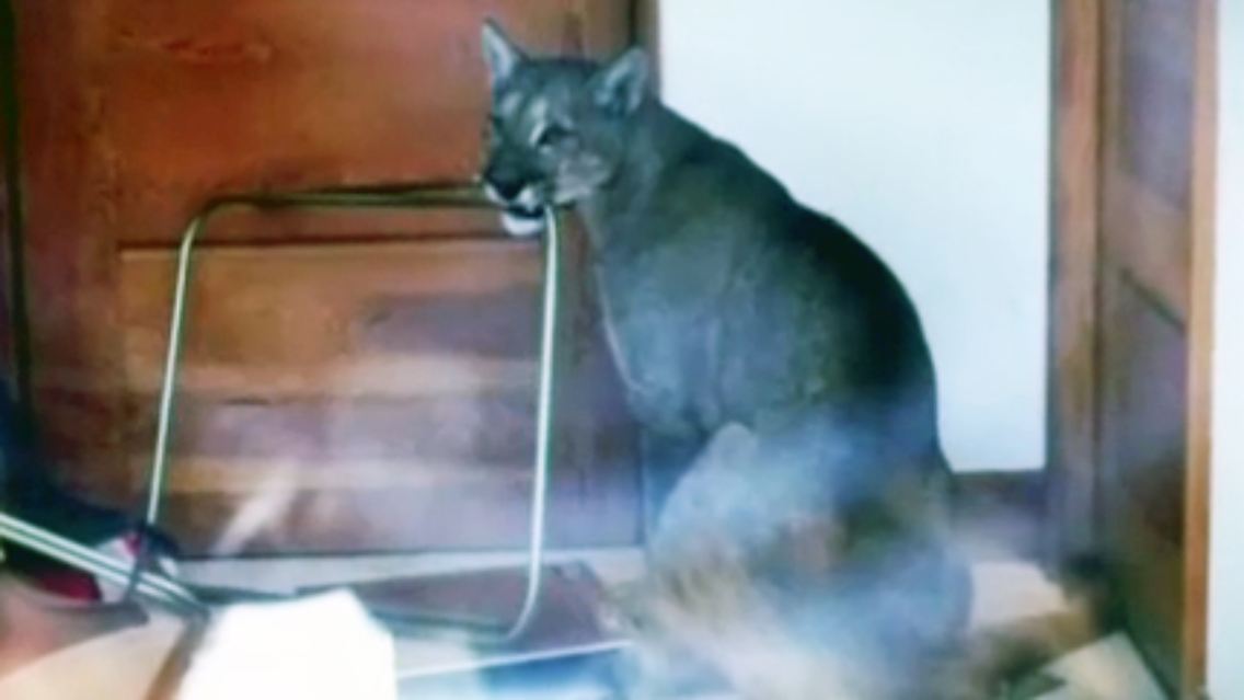 Puma.jpg