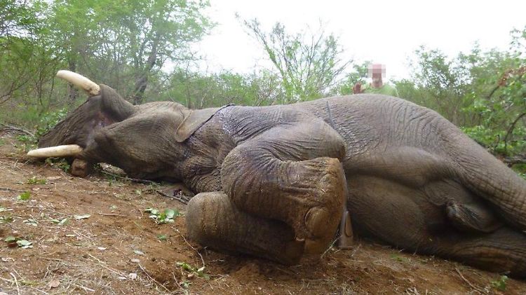 Elefant2.jpg
