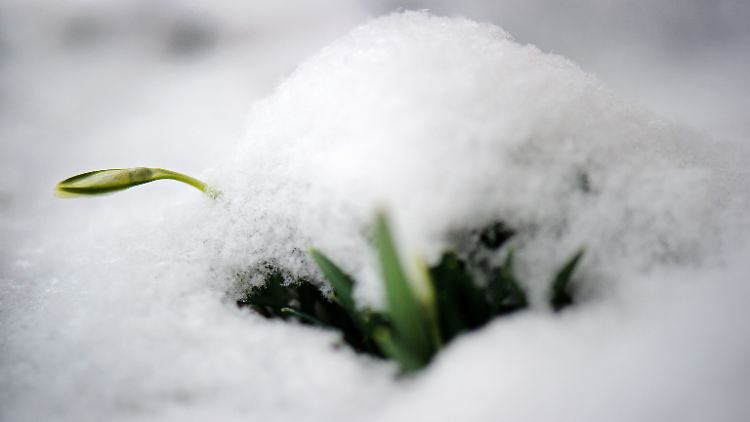 Oftmals drücken Schneeglöckchen ihre Triebe durch den Schnee hindurch.