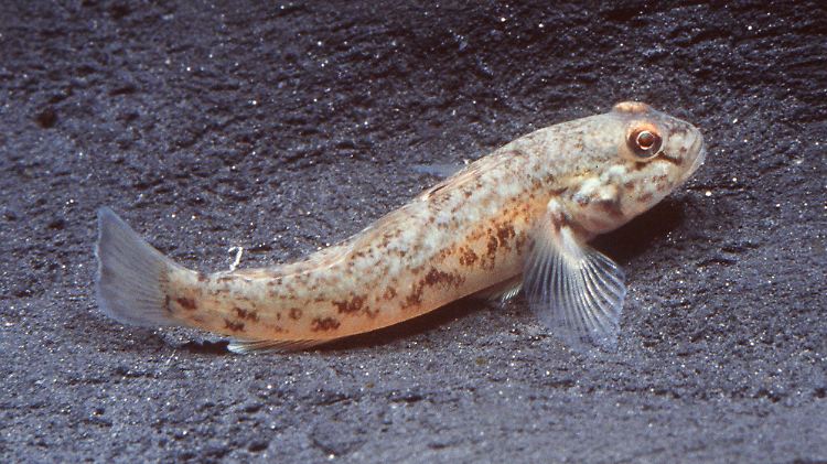 Eine Süßwassergrundel aus dem Schwarzen Meer: Ihre Salzwasserverwandte, die Grundel aus dem Benguelastrom, hat sich erfolgreich an ihre extremen Lebensbedingungen angepasst.