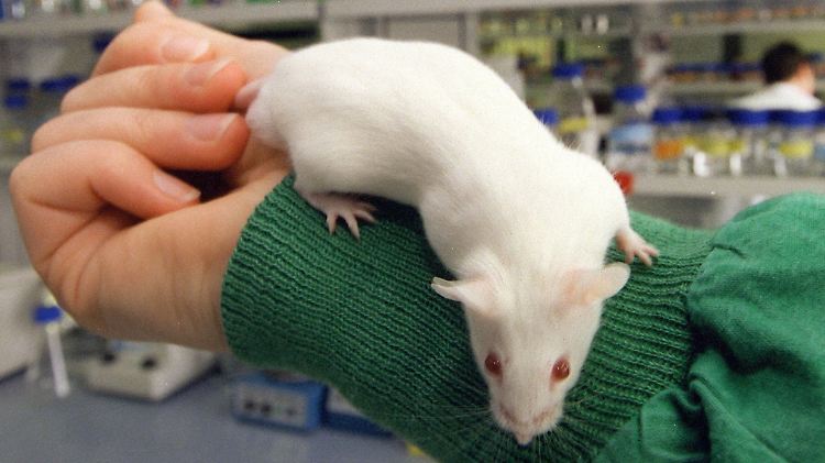 Mäuse und Ratten sind bevorzugte Labortiere.