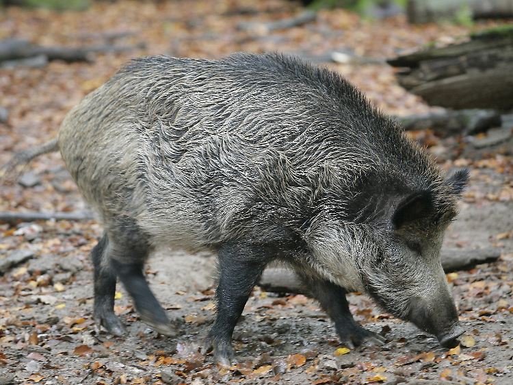 Frei wie die Tiere im Wald: Über Wildschweine und den Exporthandel könnte die Schweinepest in die EU eindringen.
