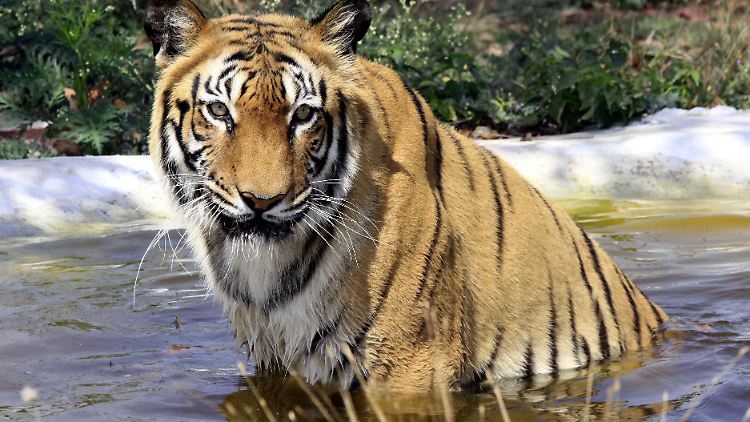 In Indien leben noch rund 1700 Tiger. Angriffe auf Menschen sind die Ausnahme (Archivbild).