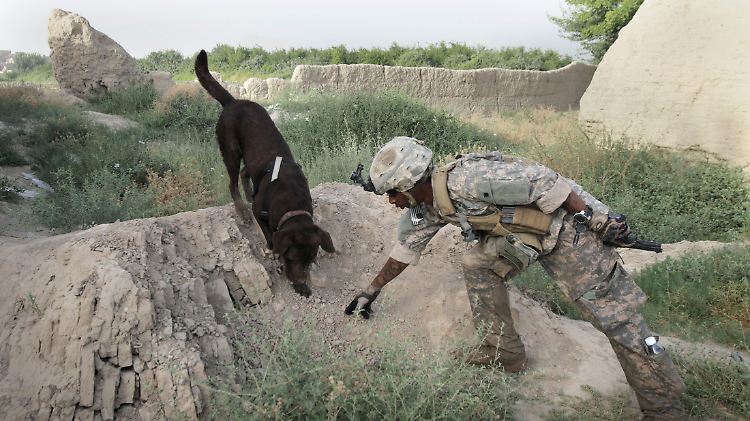 Lebensretter im Afghanistan-Einsatz: Hier sucht ein Diensthund namens "Archie" im Auftrag der US-Armee nach vergrabenen Sprengfallen (Archivbild).