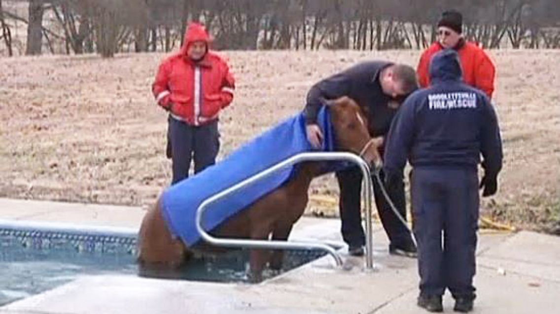 Pferd im Pool.JPG