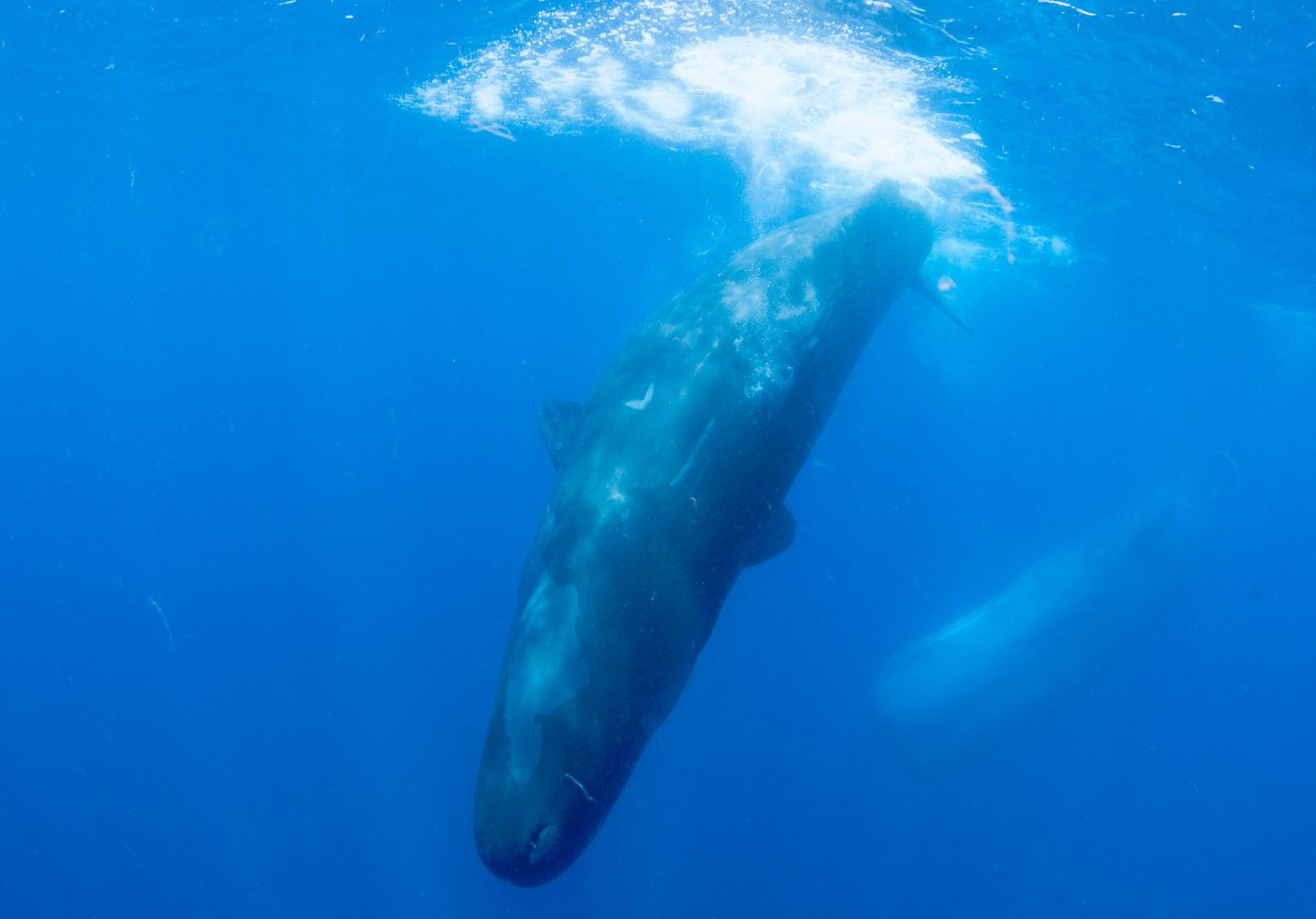 Wale sind - neben Seekühen - die einzigen Säugetiere, die sich vollständig an das Leben im Wasser angepasst haben.