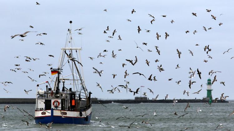 Handelsbezeichnung, wissenschaftlicher Name, Produktionsmethode und Fanggebiet - Fischverkauf wird aufwendiger.