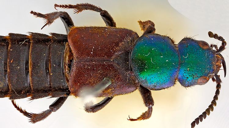Nur zwei Exemplare von Darwinilus sedarisi konnten bislang gesichert werden: eins im Londoner Museum für Naturgeschichte und eins im Berliner Naturkundemuseum.