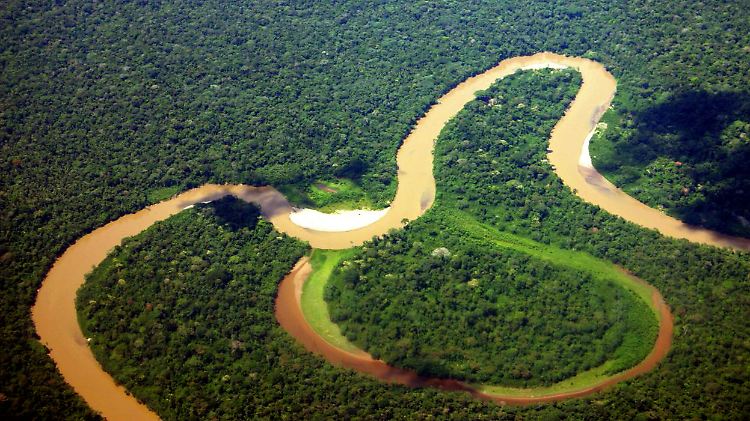 In wohl keinem anderen Schutzgebiet weltweit leben so viele verschiedene Arten wie im Yasuní-Nationalpark in Ecuador.