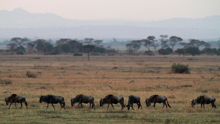 Über der Serengeti kreisen jetzt Drohnen - zum Schutz der Tierwelt vor Wilderern.
