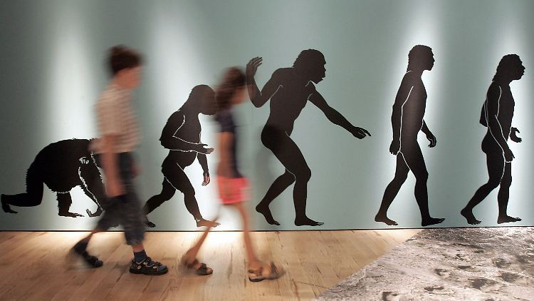 Plakatwand in einem Museum, die den Evolutionsverlauf zum Homo Sapiens beschreibt: Einer neuen Studie zufolge glauben nur 9,5 Prozent der US-Amerikaner an die Evolutionstheorie.