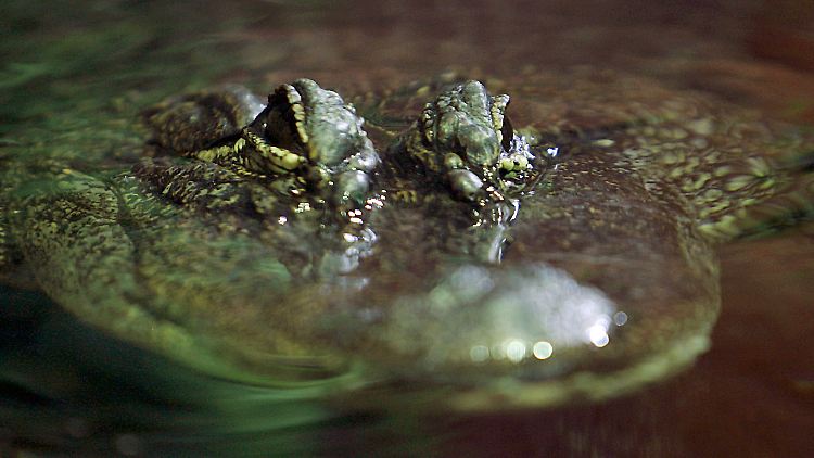 Die Krokodilwelt Costa Ricas wird immer männlicher: Einem Weibchen stehen zehn Männchen gegenüber. 