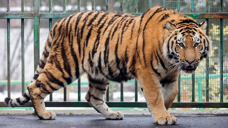 Glücklicherweise reagierten die Tiger nicht auf die wilden Gesten des Mannes.
