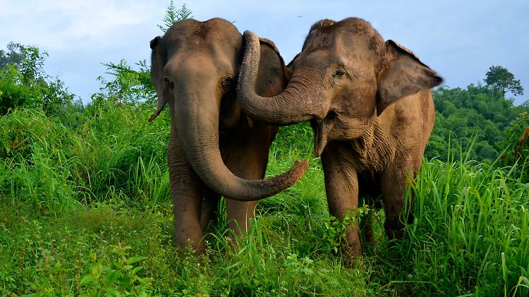 Elefanten in Thailand: Eine neue Studie zeigt, dass sich die Tiere im Stress trösten. 