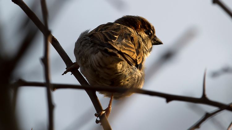 Wo ist die Taube? Die japanischen Anleger bevorzugen derzeit den sprichwörtlichen "Spatz in der Hand".