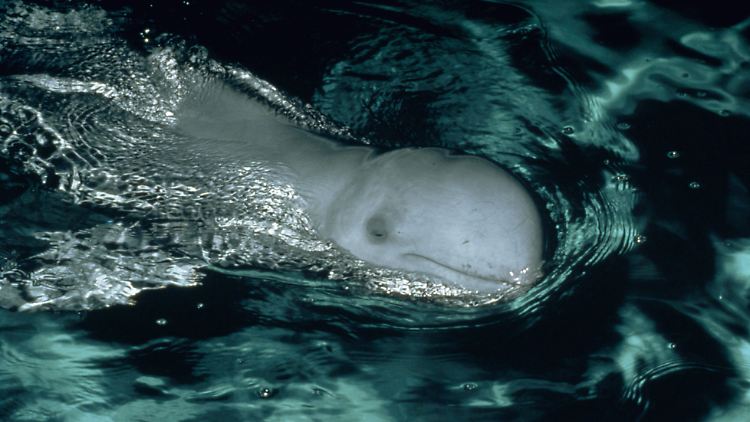 Insgesamt leben laut WWF in der Region Südostasien/Ozeanien noch etwa 6000 Irawadi-Delfine - im Mekong sind es jedoch nur noch rund 85 Exemplare. 