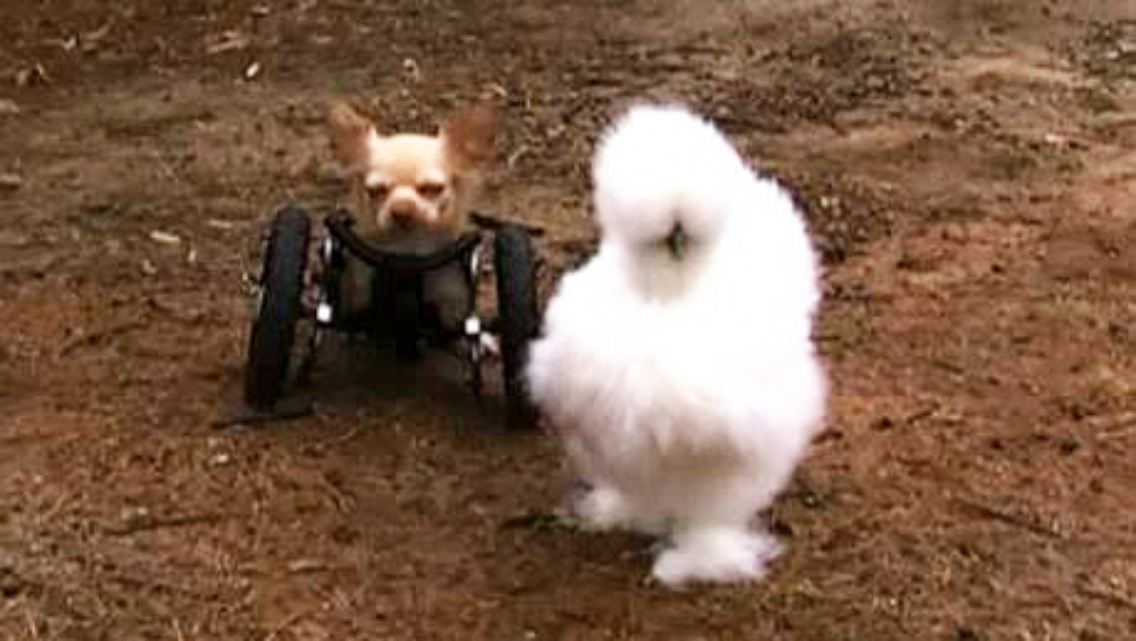 Kuschelhuhn und Hund.JPG