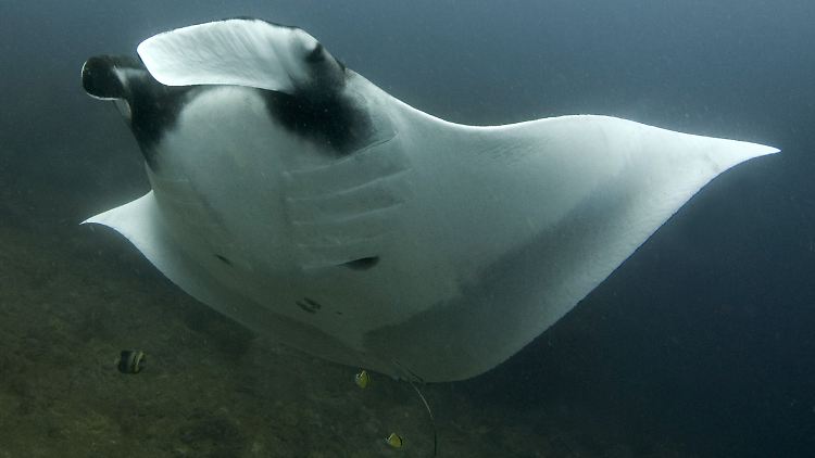 Riesenmanta (manta birostris): Das Beobachten der Riesen-Fische ist ein beliebtes Urlaubsabenteuer. Davon will Indonesien profitieren und plant das weltweit größte Schutzgebiet für Mantarochen.