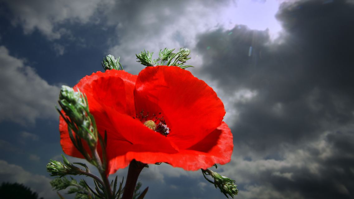 Mohn.jpg