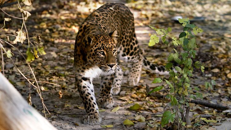 Anmutig und durchaus gefährlich - in Millionenstädten haben Leoparden nichts zu suchen.