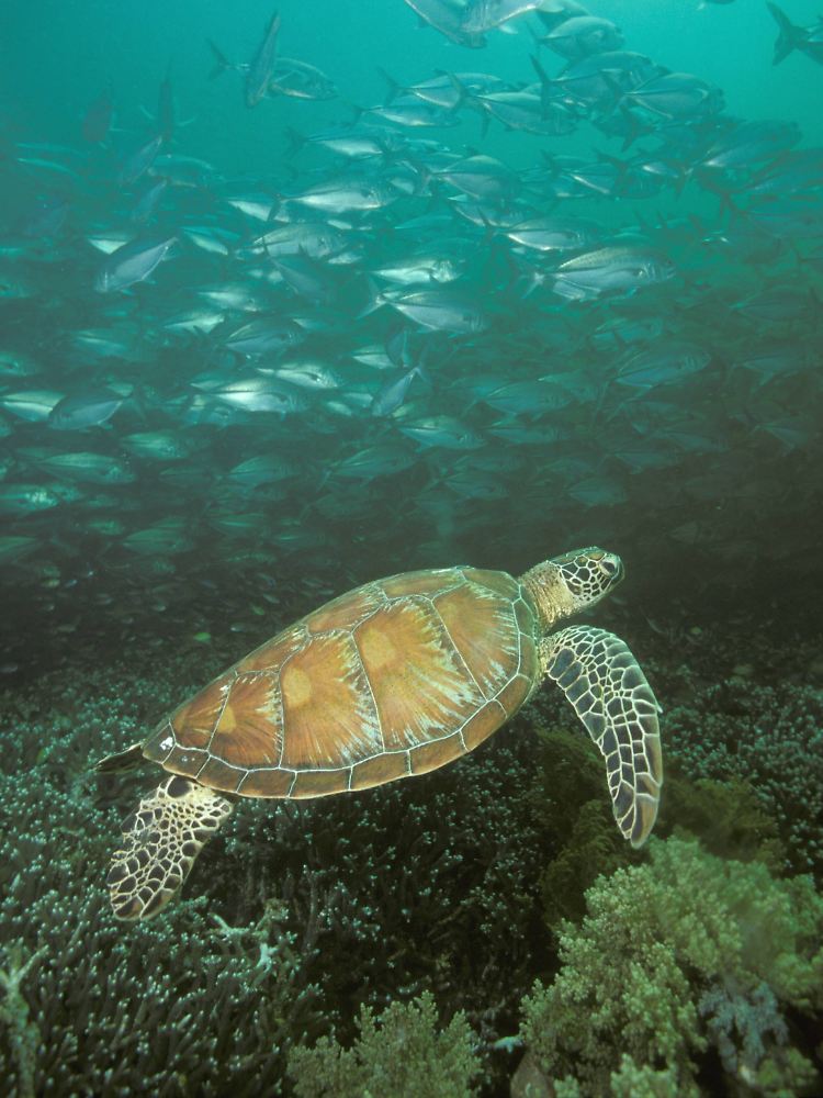 In vielen Kulturen gehören die auch als Suppenschildkröten bekannten Tiere zum traditionellen Speiseplan.