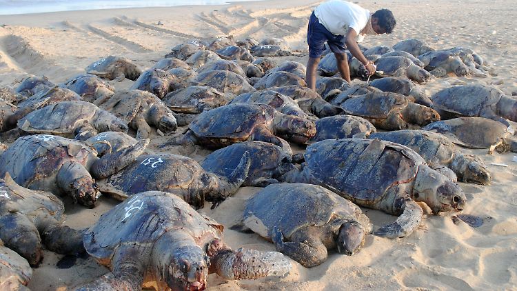 Die Oliv-Bastardschildkröte ist mit etwa 70 cm Körperlänge eine der kleinsten Meeresschildkröten. 