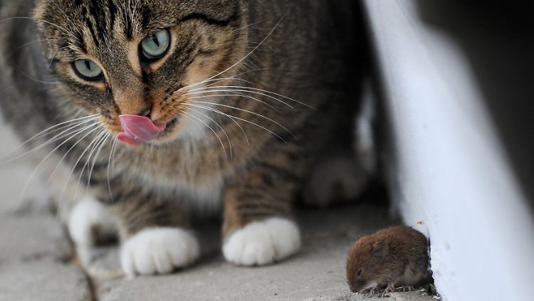 Weil Mäuse normalerweise nicht im Schlachthaus landen, gibt es auch kein Katzenfutter mit entsprechender Geschmacksrichtung.
