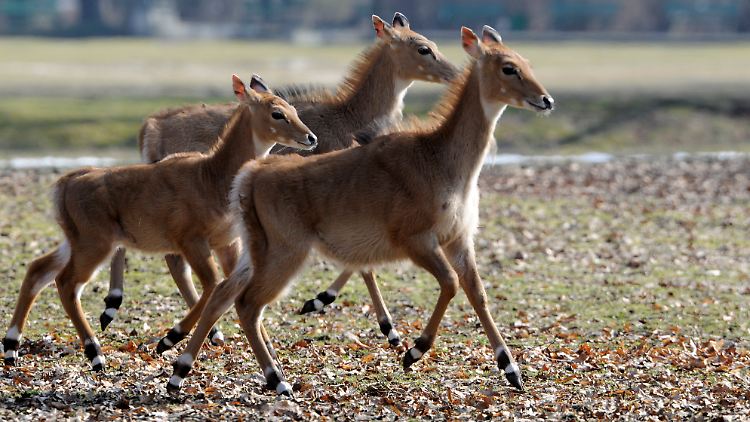 Die indische Nilgau-Antilope hat Gefallen an Opium gefunden.