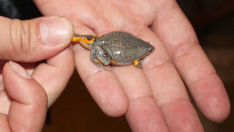 Bislang unbekannte Art der Engmaulfrösche: Ein sechsjähriger Junge hat das Tier in Kolumbien im Schwimmbecken gefangen.