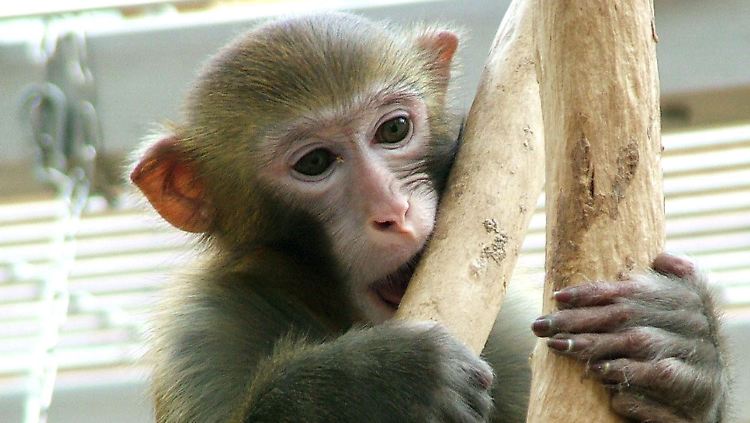 Die Makaken waren nach Verabreichung des Medikaments mehrere Wochen lang vor dem HIV-Virus geschützt.