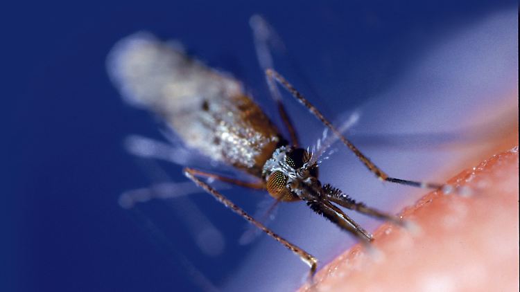 Das Weibchen der Anopheles-Mücke saugt sich bis zum Vierfachen des eigenen Gewichts mit Blut voll.